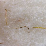 Mélange au Sel de l'Himalaya 500g -Énergisant