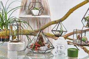 Terrarium en Verre - Petit Losange