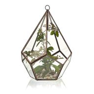 Terrarium en Verre  - Grand Pentagone