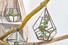 Terrarium en Verre  - Grand Pentagone