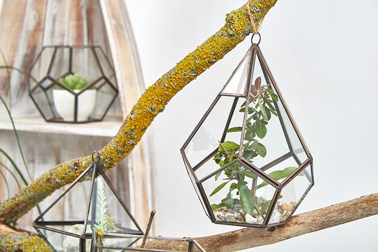 Terrarium en Verre  - Grand Pentagone