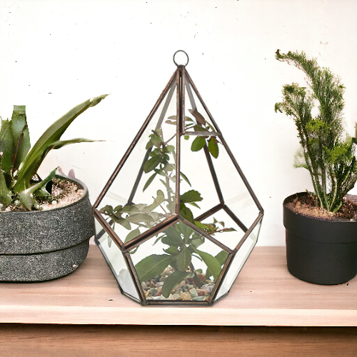 Terrarium en Verre  - Grand Pentagone