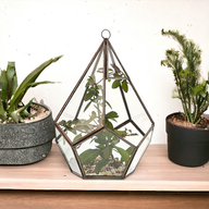 Terrarium en Verre  - Grand Pentagone