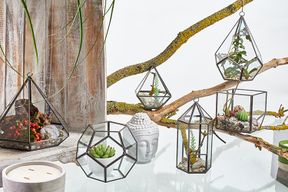 Terrarium en Verre  - Cube en Coin