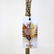 Herbe Rayung Lavande - 1.6m