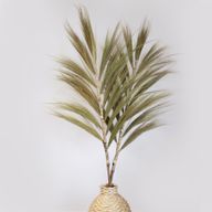 Herbe Rayung Naturelle - 1.6m