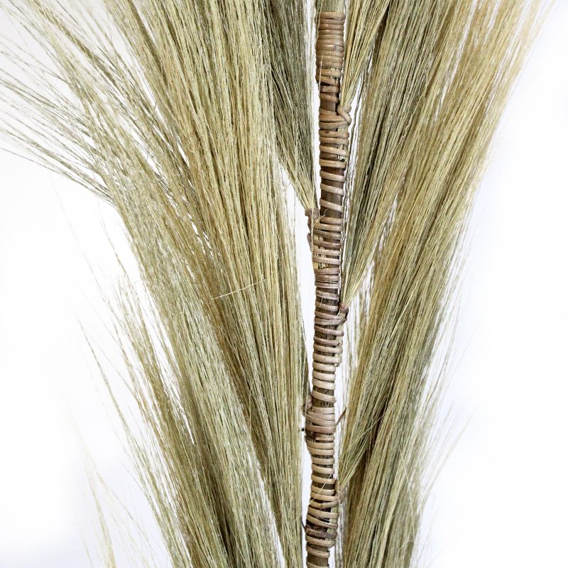 Herbe Rayung Blonde - 1.6m