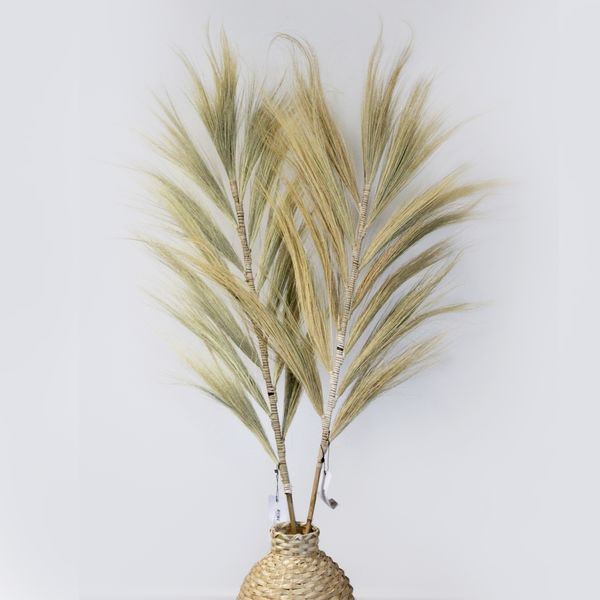 Herbe Rayung Blonde - 1.6m