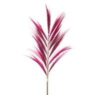 Herbe Rayung Rose - 1.6m