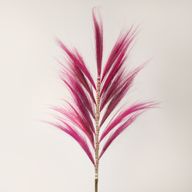 Herbe Rayung Rose - 1.6m