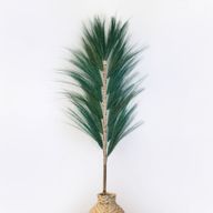 Herbe Rayung Verte  - 1.6m