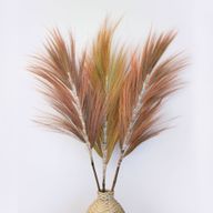 Herbe Rayung Corail - 1.6m