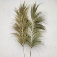 Herbe Rayung Naturelle - 2m