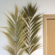 Herbe Rayung Naturelle - 2m