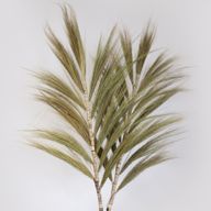 Herbe Rayung Naturelle - 2m
