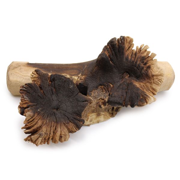 Verrerie Soufflé sur Bois Parasite
