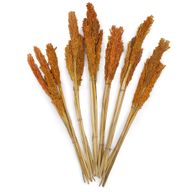 Bouquet d'Herbe de Cantal - Orange