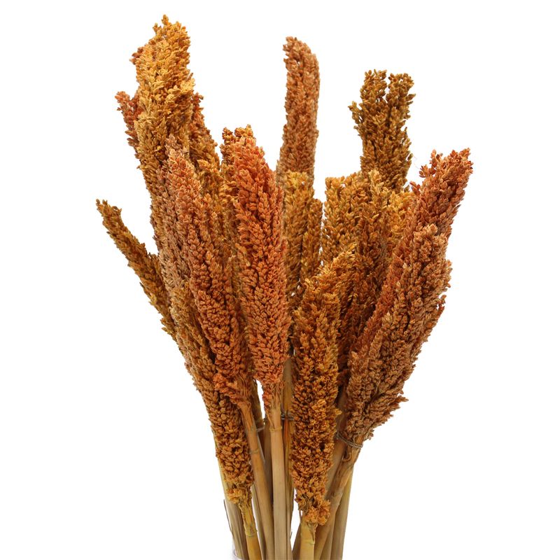 Bouquet d'Herbe de Cantal - Orange