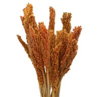 Bouquet d'Herbe de Cantal - Orange