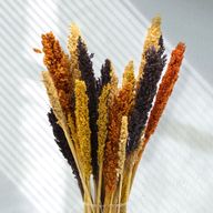 Bouquet d'Herbe de Cantal - Orange