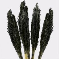 Bouquet d'Herbe de Cantal - Noir