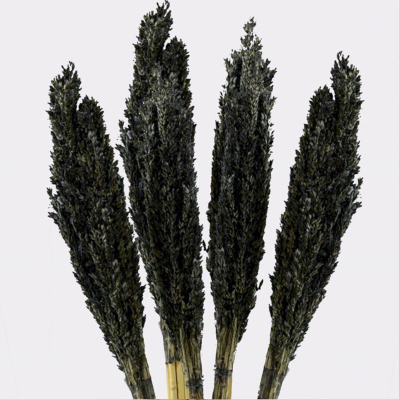 Bouquet d'Herbe de Cantal - Noir