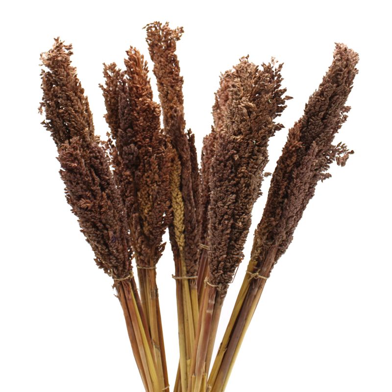 Bouquet d'Herbe de Cantal - Chocolat