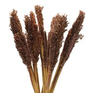 Bouquet d'Herbe de Cantal - Chocolat