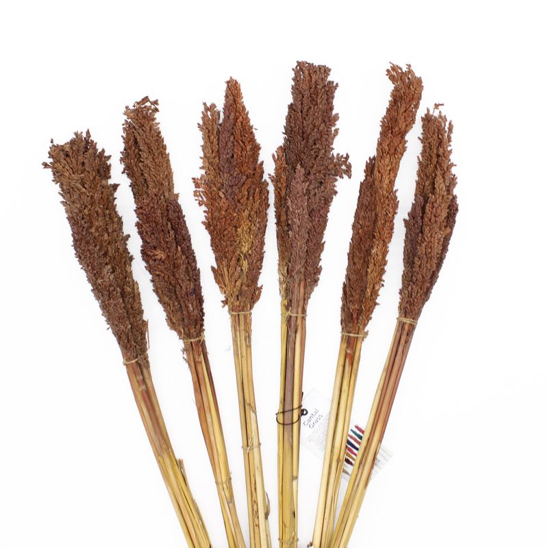 Bouquet d'Herbe de Cantal - Chocolat