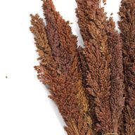 Bouquet d'Herbe de Cantal - Chocolat