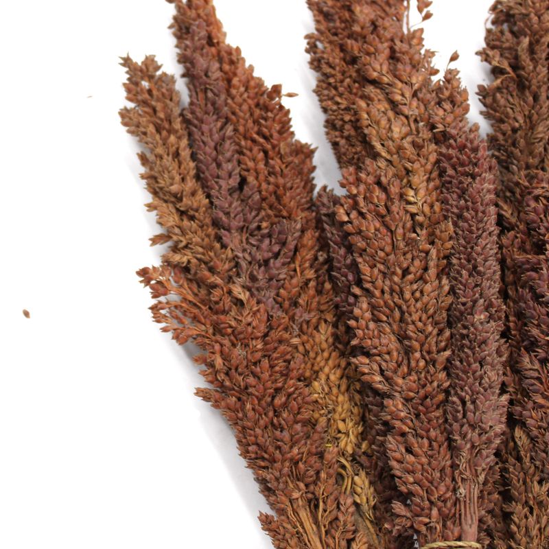 Bouquet d'Herbe de Cantal - Chocolat