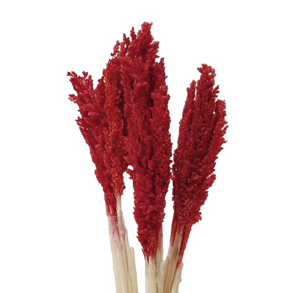 Bouquet d'Herbe de Cantal - Feu