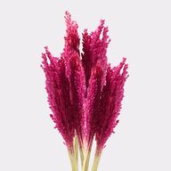Bouquet d'Herbe de Cantal - Rose