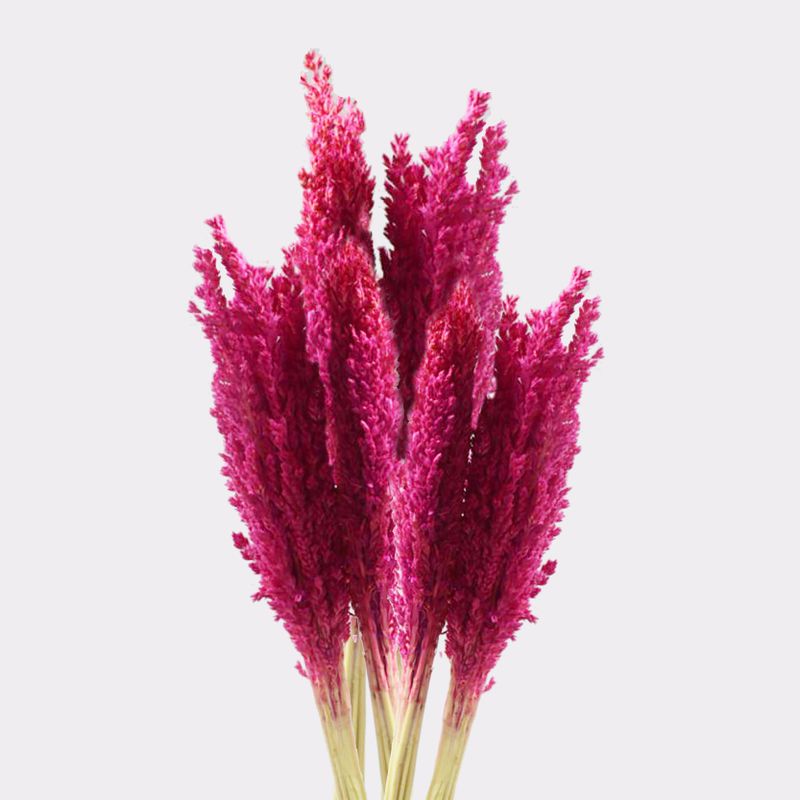 Bouquet d'Herbe de Cantal - Rose