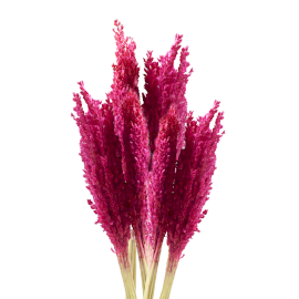 Bouquet d'Herbe de Cantal - Rose