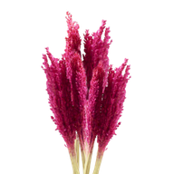 Bouquet d'Herbe de Cantal - Rose