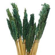 Bouquet d'Herbe de Cantal - Sarcelle