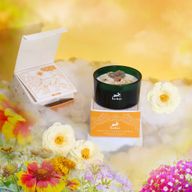 Bougie Magique de Fleur et Gemme Hop Hare - Le Lion