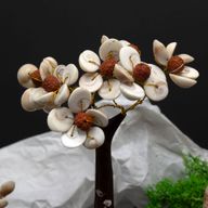 Moyen Arbre de Pierres Gomati Chakra en Cercle avec Rudraksha - (45 pierres)