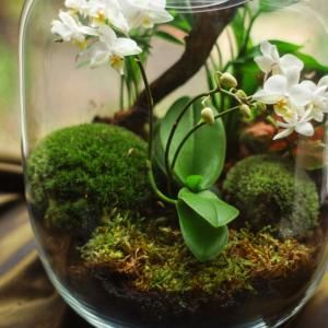 Mousse de Renne