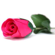 Fleurs Uniques et Présentoir - Petites Roses Roses