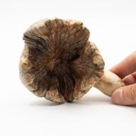 Sculpture en bois artisanale Parasite - Pieuvre gardienne de l'océan