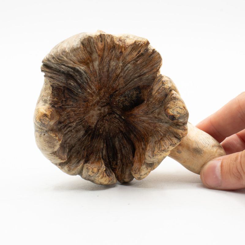 Sculpture en bois artisanale Parasite - Pieuvre gardienne de l'océan
