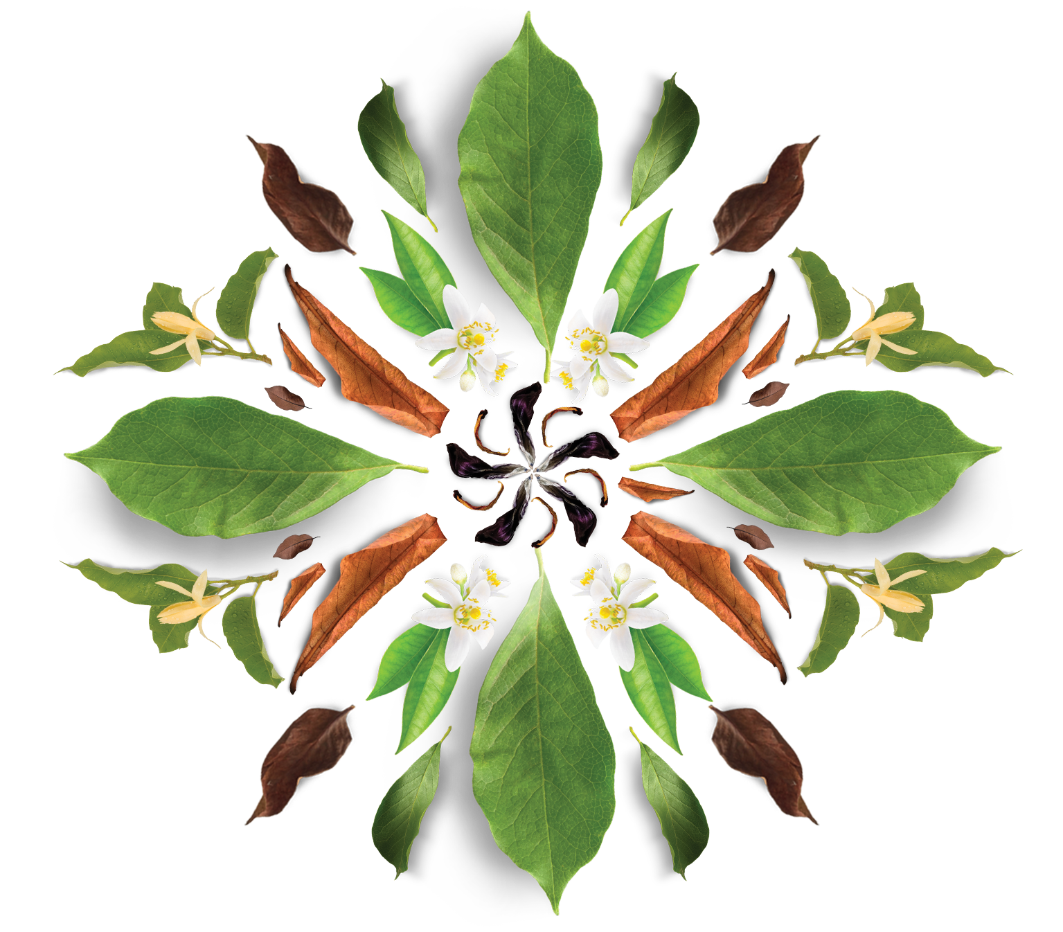 Tea-mandala.png