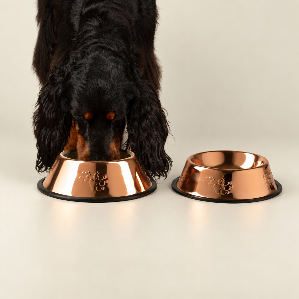 Gamelles et Supports Surélevés pour Chiens et Chats – PAW