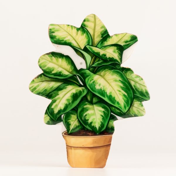 Plantes en Bois - Plante Jungle Moyenne