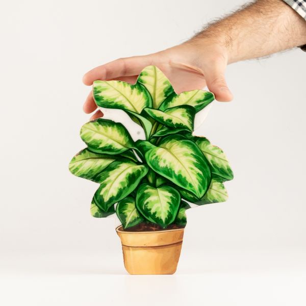 Plantes en Bois - Plante Jungle Moyenne
