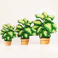 Plantes d'Intérieur en Bois - Plante de Jungle Moyenne