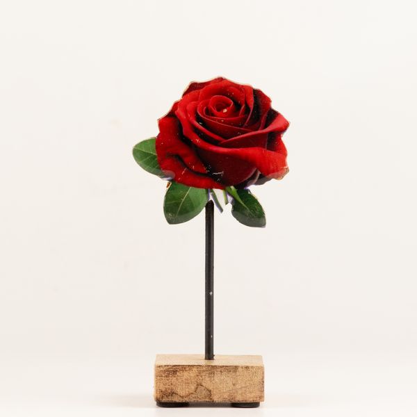 Plantes en Bois - Mini Rose Unique