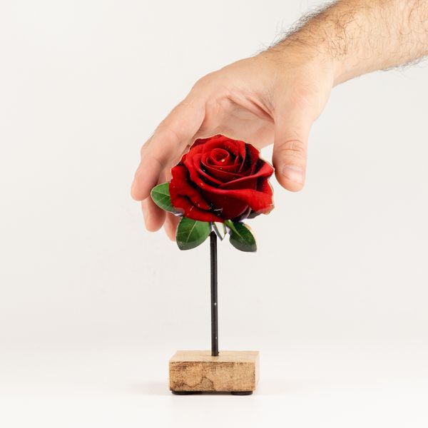 Plantes en Bois - Mini Rose Unique